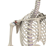 Acromioclavicular Joint (AC) Joint Reconstruction 